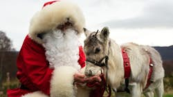 Rensdyr i juleskole