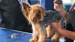 Den store hundedyst