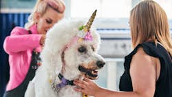 Den store hundedyst