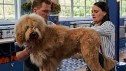 Den store hundedyst