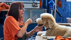 Den store hundedyst