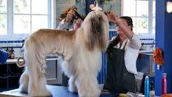 Den store hundedyst