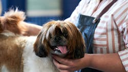 Den store hundedyst