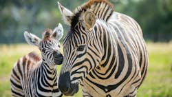 Mega Zoo