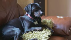 Det er mig eller hunden! UK